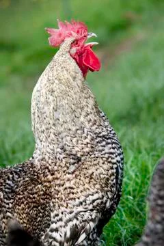 Cockrel Foto stock