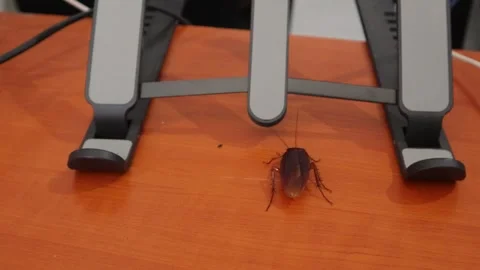 A cockroach (1) Video stock 301173365
