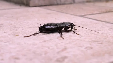 Cockroach 2 Stock Footage 337181824