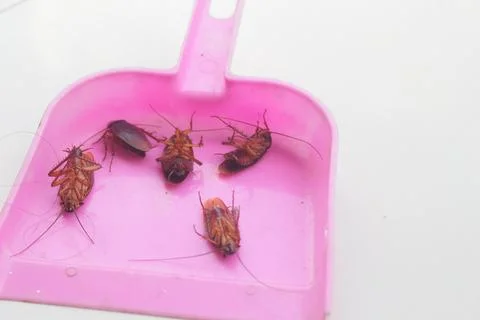 Cockroach 2 Stock Photos