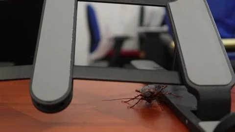 A cockroach (3) Video stock 301173353