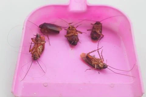 Cockroach 3 Foto stock