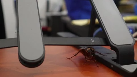 A cockroach (4) Video stock 301173381