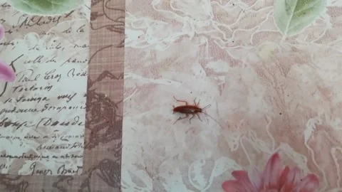 Cockroach after poisoning Stock Footage 136293199