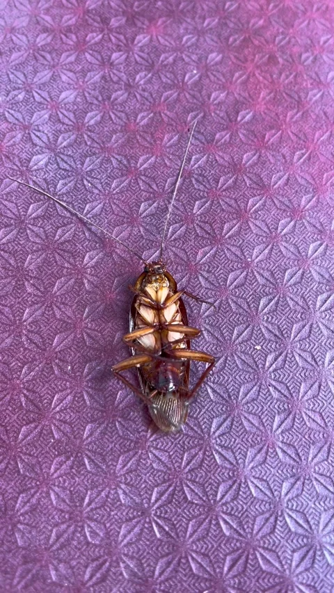 A cockroach that almost died was hit by a spray drug Video stock 303149369