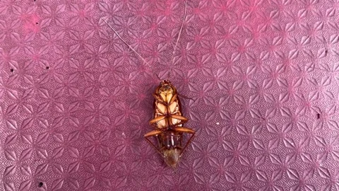 A cockroach that almost died was hit by a spray drug Stock Footage 303149373