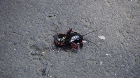Cockroach and bugs 1 Stock Footage 95013192
