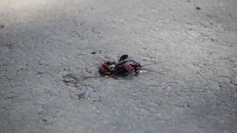 Cockroach and bugs Stock Footage 95013518