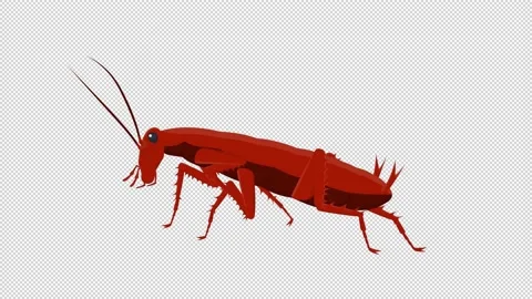 Cockroach. Animation of an insect cockroach. Cartoon Stock Footage 154419692