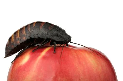 Cockroach on the apple Stock Photos
