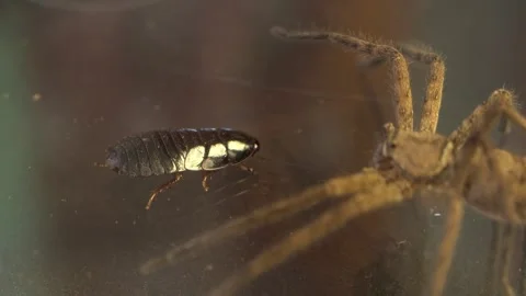 Cockroach Approaching Wandering Predator in Macro Scene Stock Footage 335801305