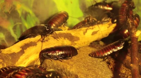 Cockroach Are Moving In A Terrarium Stock Footage 49083054