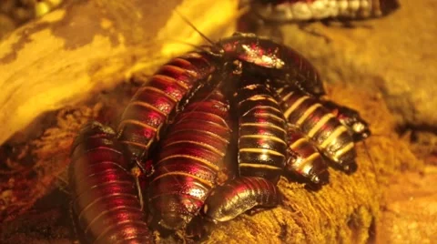Cockroach Are Moving In A Terrarium Stock Footage 49098343