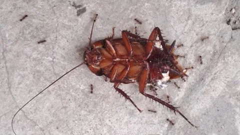 Cockroach attacked by group of ants Video stock 257219807