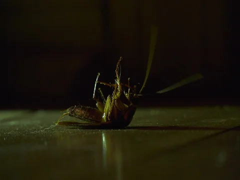 Cockroach on Back Kicking Stock Footage 80471200