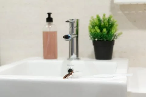 Cockroach in the bathroom on the sink. The problem with insects. Stock Photos
