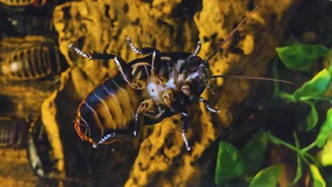 Cockroach from below Stock Footage 245025551