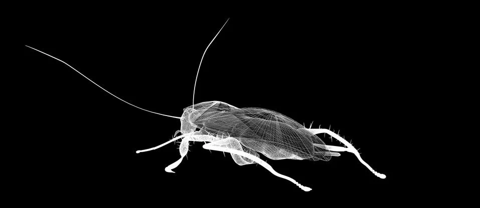 Cockroach body structure isolated on a background Illustrazione stock