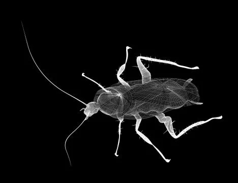 Cockroach body structure isolated on a background Stock Illustration