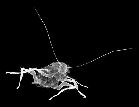 Cockroach body structure isolated on a background Stock Illustration