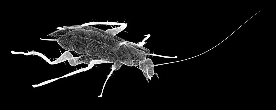Cockroach body structure isolated on a background Stock Illustration