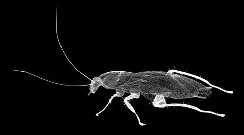 Cockroach body structure isolated on a background Stock Illustration