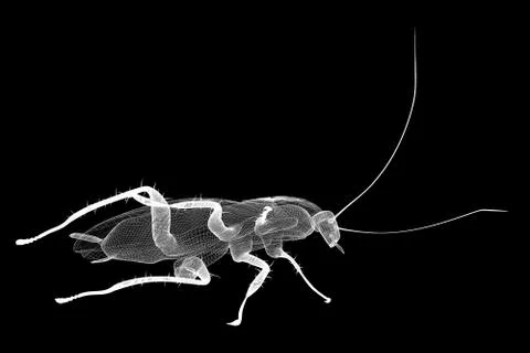 Cockroach body structure isolated on a background Stock Illustration