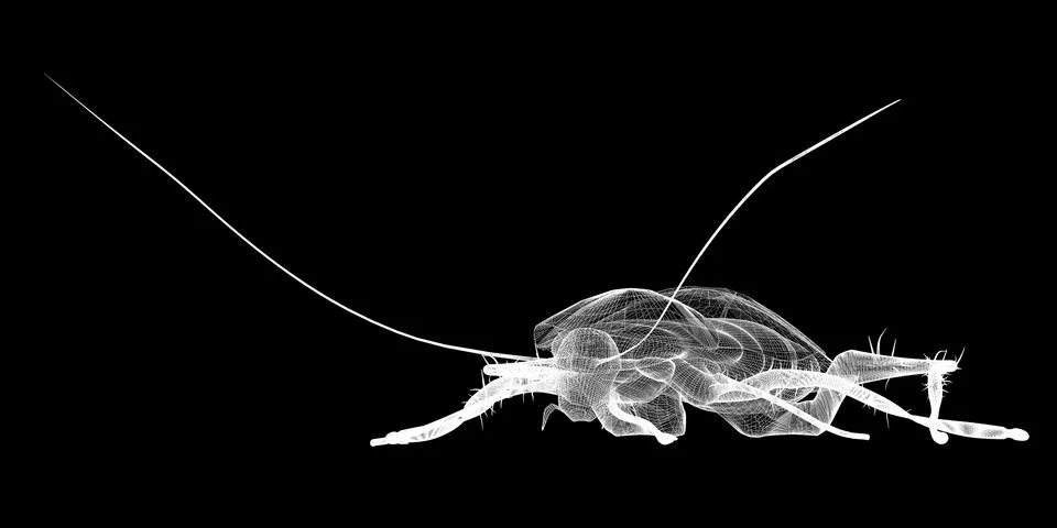 Cockroach body structure isolated on a background Stock Illustration