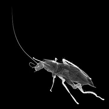 Cockroach body structure isolated on a background Illustrazione stock