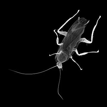 Cockroach body structure isolated on a background Illustrazione stock