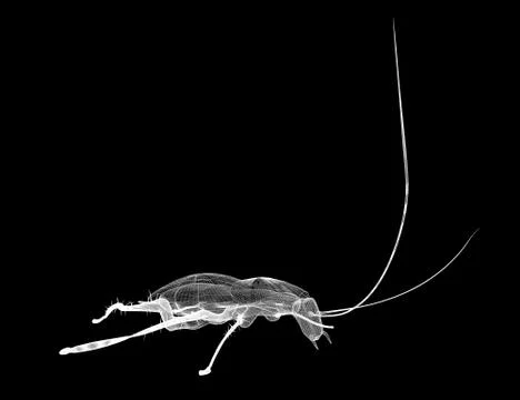 Cockroach body structure isolated on a background Illustrazione stock