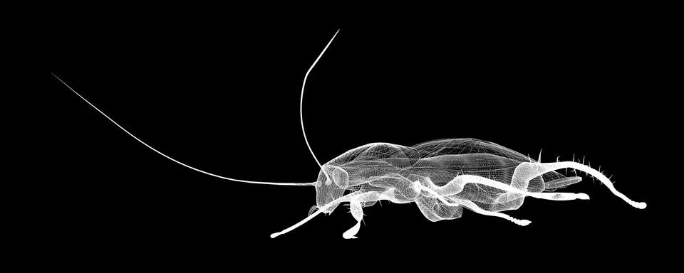 Cockroach body structure isolated on a background Stock Illustration