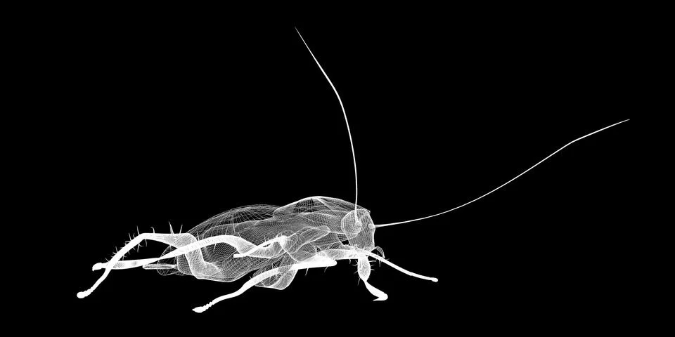Cockroach body structure isolated on a background Stock Illustration