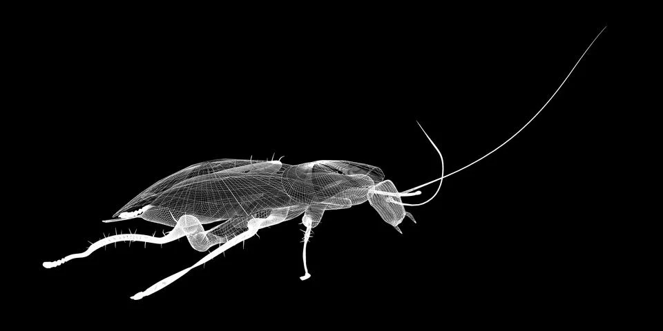 Cockroach body structure isolated on a background Stock Illustration