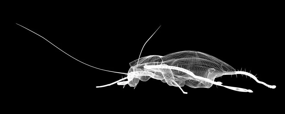 Cockroach body structure isolated on a background 스톡 일러스트
