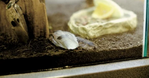 Cockroach Brown Bug Stock-Footage 104584024