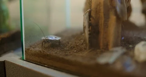 Cockroach Brown Bug in Tank Moving Antennae 스톡 동영상 104583059