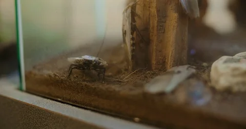 Cockroach Brown Bug in Tank Walking Along Glass 스톡 동영상 104584262