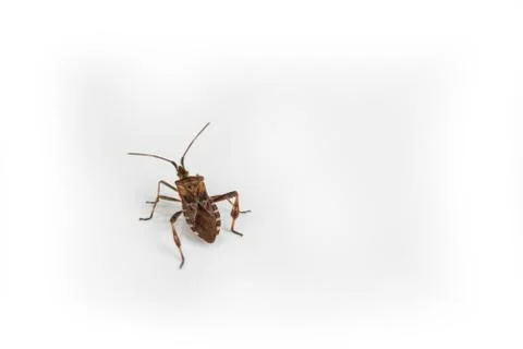 Cockroach bug on a white background Stock Photos