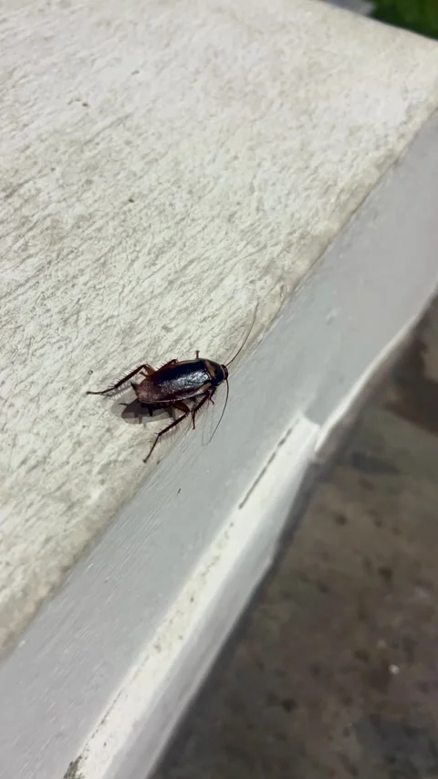 A cockroach can be seen crawling along a surface in an outdoor setting amidst Stock Footage 318620289