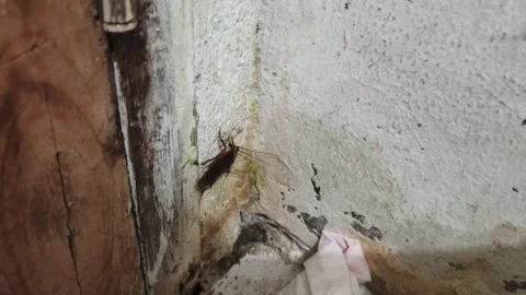 Cockroach Cleaning Antenna on Dirty White Wall Close Up Pest Behavior Stock-Footage 328350140