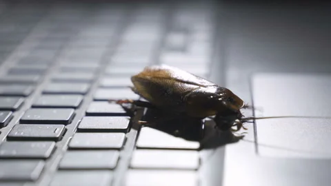 Cockroach climbing on keyboard to present about computer attacked from virus Stock Footage 105698180