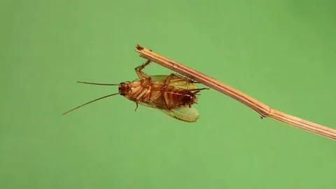 Cockroach climbs &amp; cleans itself on green background. Cockroaches, insects, bugs Stock Footage 202197351