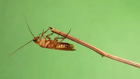 Cockroach climbs &amp; flies on green background. Cockroaches, insects, bugs 스톡 동영상 202188252