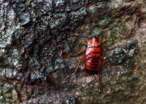 Cockroach climbs Stock Photos