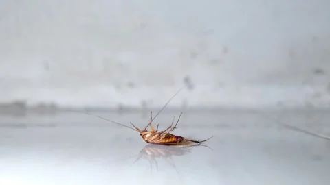 Cockroach - Close up detail of cockroach upside down on the floor Stock Footage 340084165