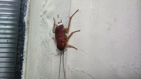 A cockroach up close Stock Footage 263573309