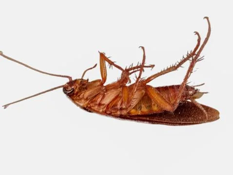 Cockroach Close-Up: A Pest Revealed Stock Photos