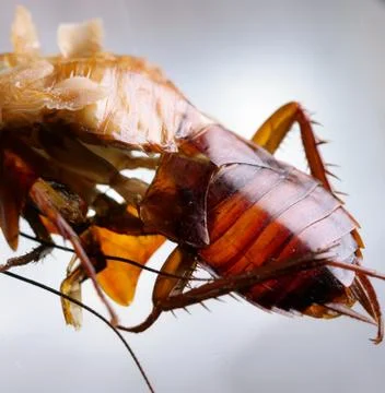 Cockroach Close up Фото