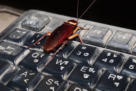 A Cockroach on computer keyboard Foto stock
